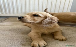 Golden Retriever dogs for sale: Stunning Top Quality Lines Golden Retriever Pups - Image 4