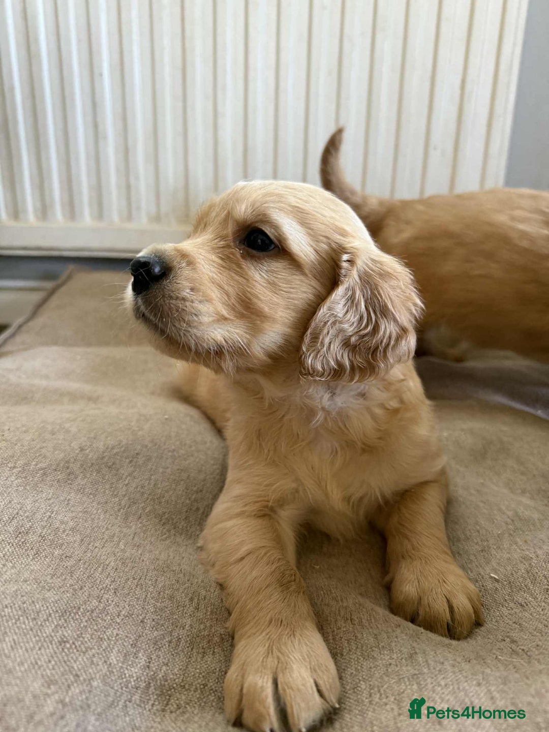 Golden Retriever dogs for sale: Stunning Top Quality Lines Golden Retriever Pups - Image 4