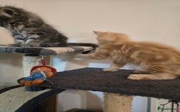 Maine Coon cats for sale: Beautiful Maine coon kittens  - Image 14