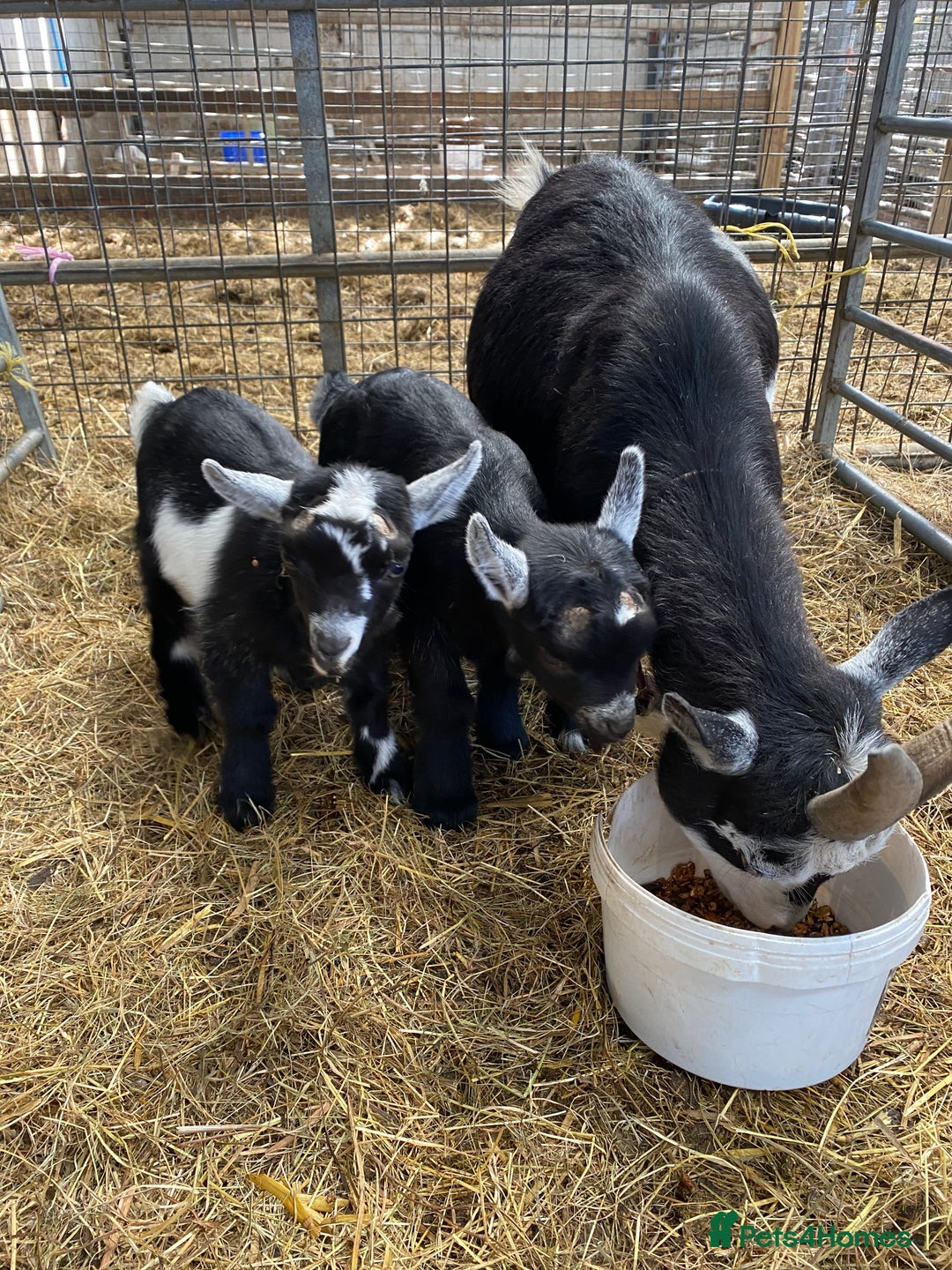 Goats livestock for sale: Pygmy goat wether kids - Image 4