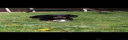 Dachshund dogs for stud: black and tan dachshund - Advert 2