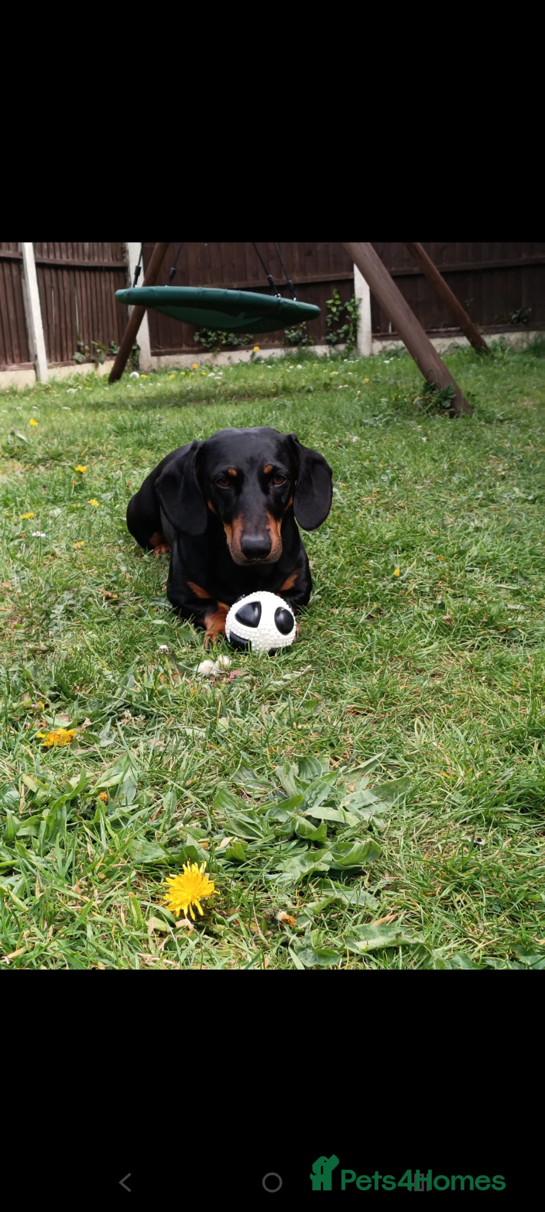 Dachshund dogs for stud: black and tan dachshund - Advert 2