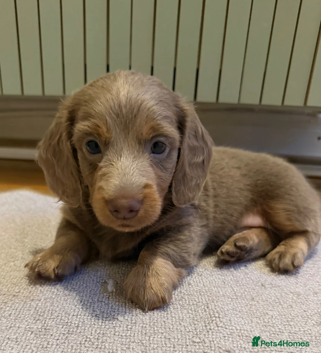 Miniature Dachshund dogs for sale: All pups sold ✨🤎 - Advert 2
