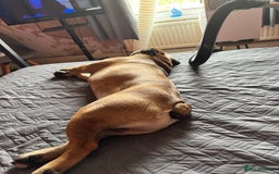 English Bulldog dogs for sale: English Bulldog Needs new Home  - Image 7
