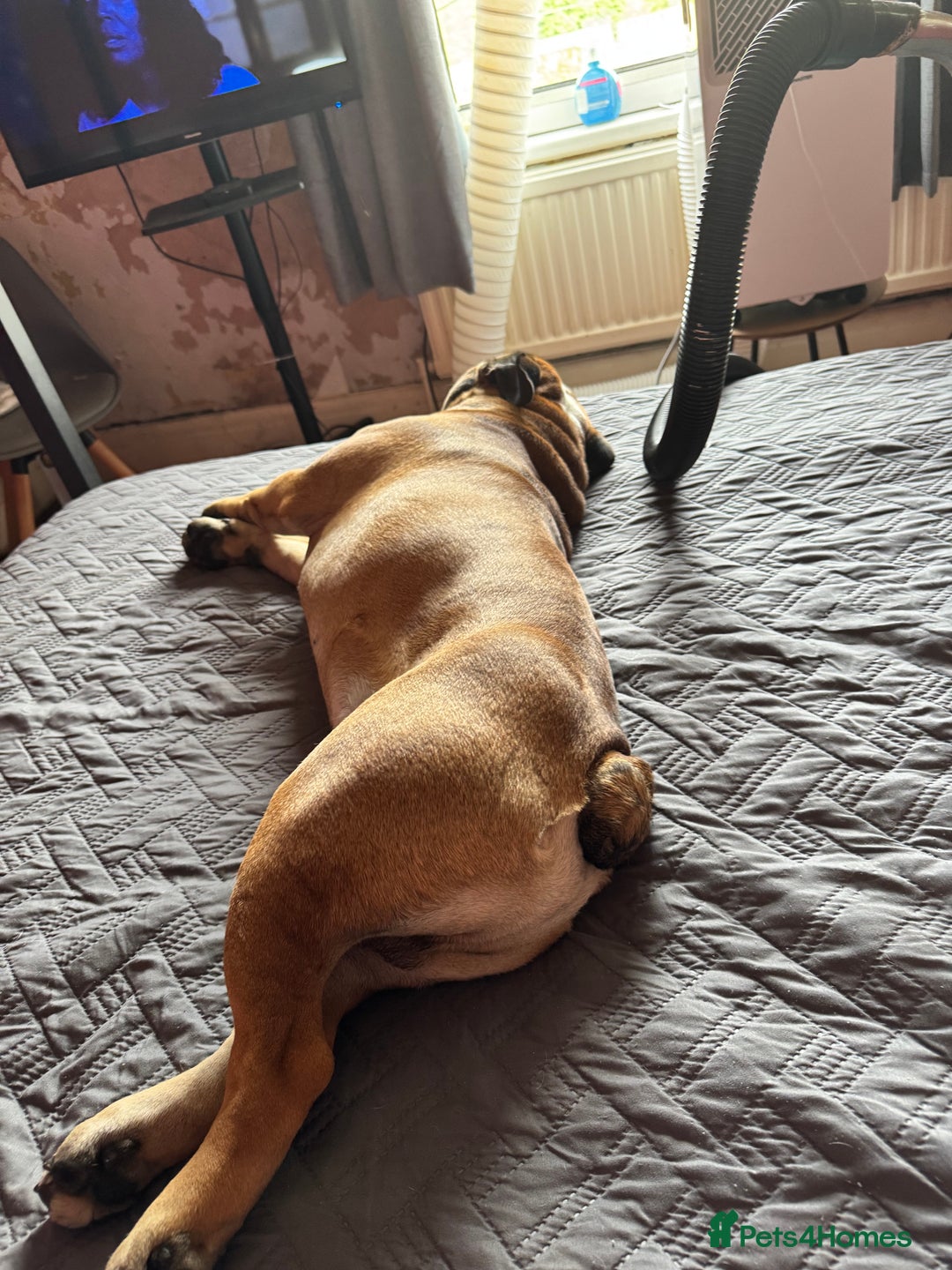 English Bulldog dogs for sale: English Bulldog Needs new Home  - Image 7