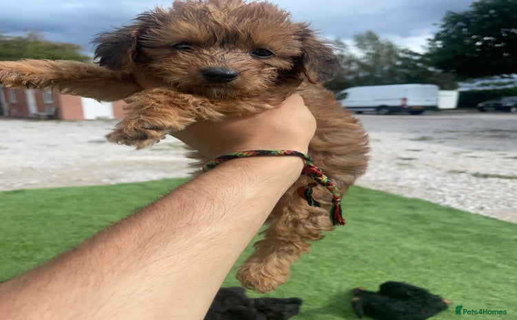 Doxiepoo dogs - Advert 1