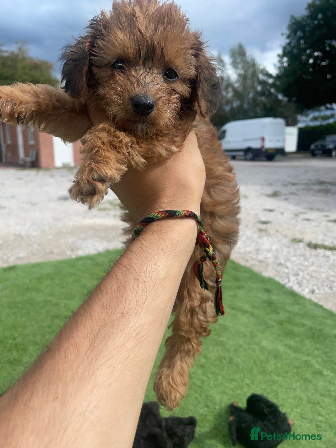 Doxiepoo dogs for sale: Doxiepoos - Image 1