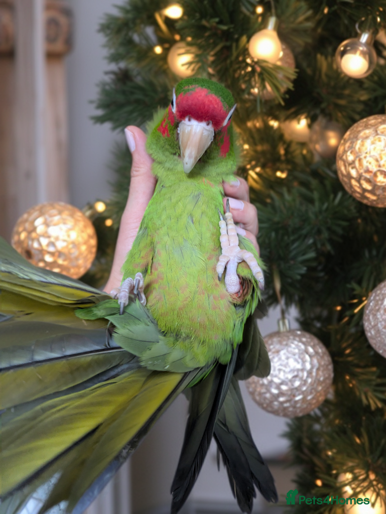 Conures birds Mitred conure mitred parakeet silly tamed  - Advert 10