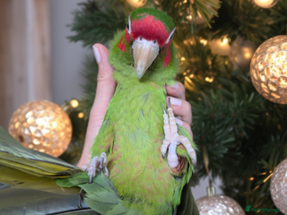 Conures birds Mitred conure mitred parakeet silly tamed - Advert 10