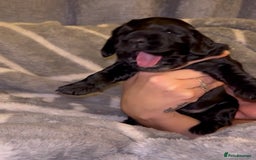 Cocker Spaniel dogs for sale: Cocker spaniel pups - Image 2