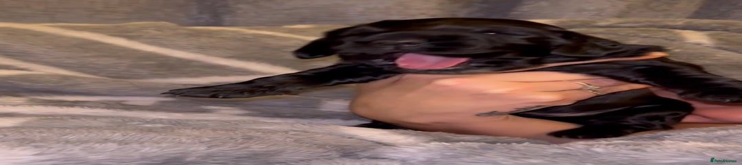 Cocker Spaniel Puppy 7