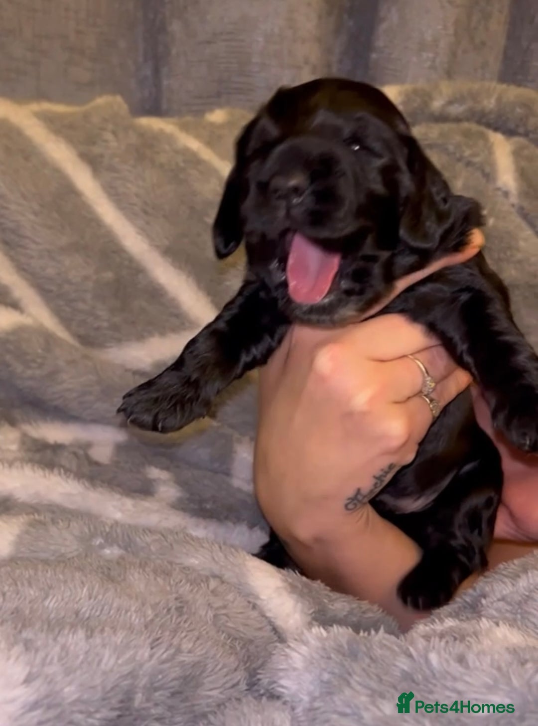 Cocker Spaniel dogs for sale: Cocker spaniel pups - Image 2