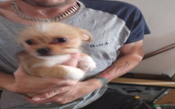 Mixed Breed dogs for sale: Chihuahua/lhaso apso pups long haired - Image 7