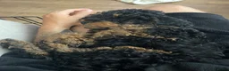 Cockapoo dogs for sale: Milo 5 month old cockapoo in Preston - Advert 5