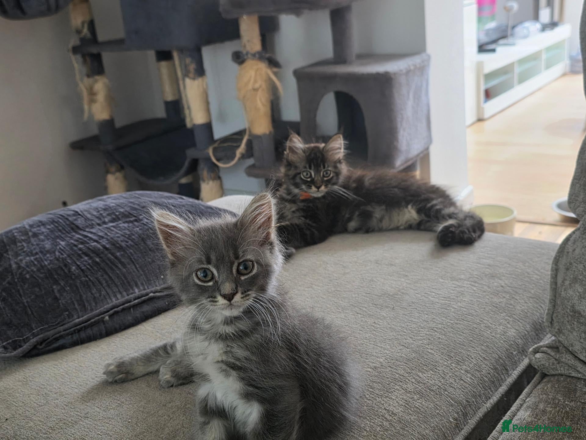 Maine Coon cats Ready now Pure breed Maine coons kittens 1g & 3b - Advert 1