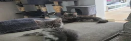 Maine Coon cats for sale: Ready now Pure breed Maine coons kittens 1g & 2b - Advert 6
