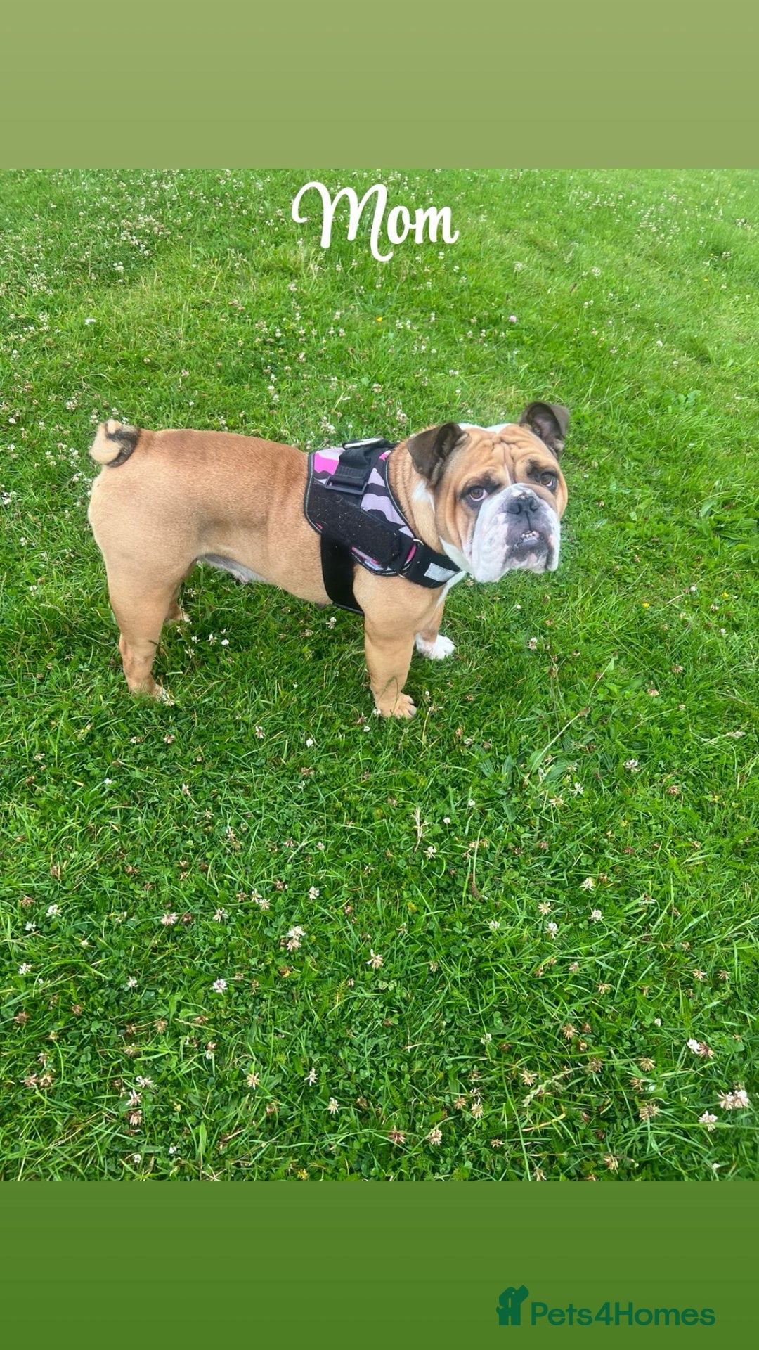 English Bulldog dogs for sale: Kc stunning English bulldog puppies - Advert 2