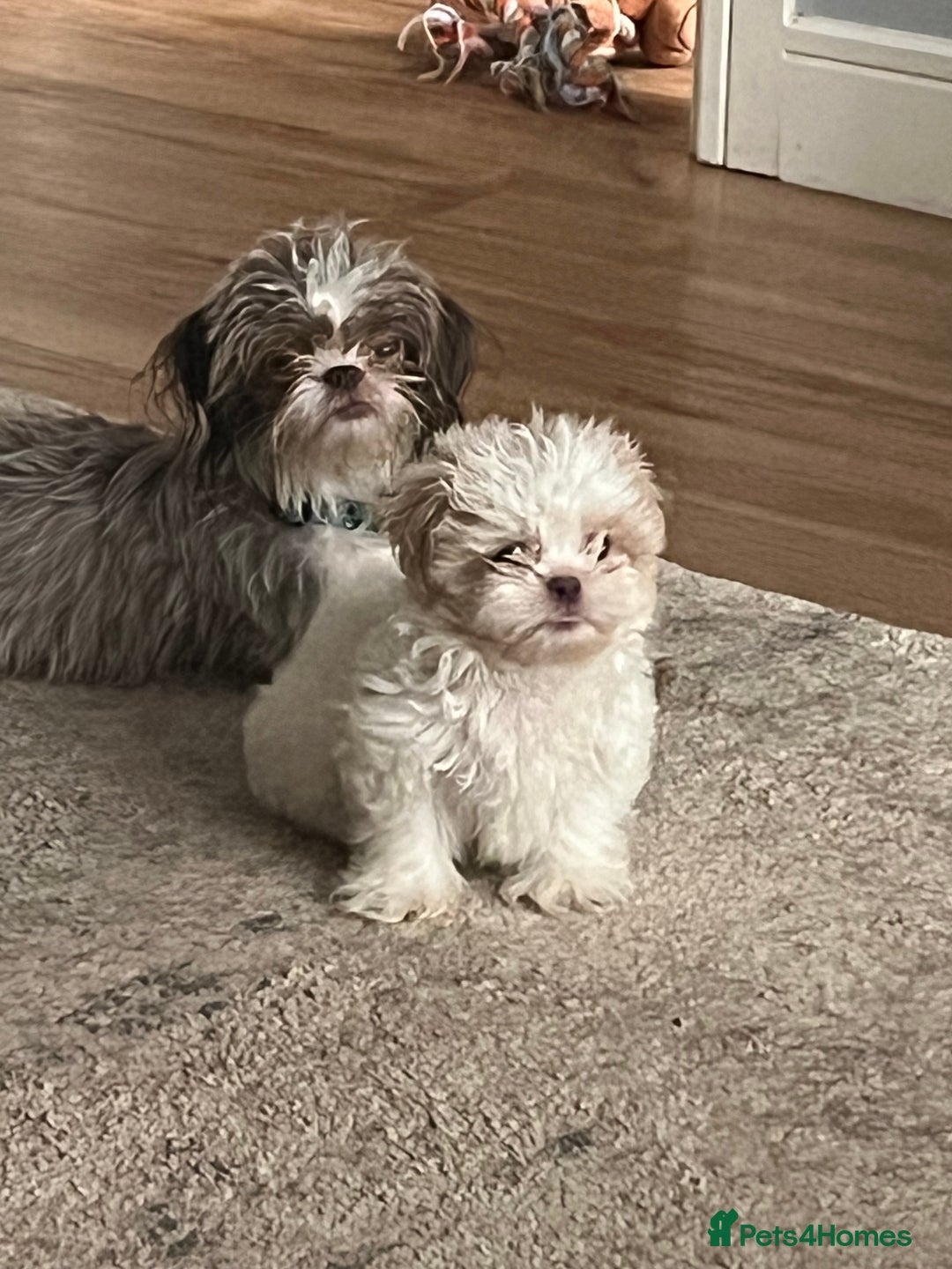 Shih Tzu dogs for sale: Shih tzu girl  - Image 3