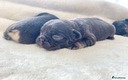 French Bulldog dogs for sale: Beautiful litter off French bulldog puppies  - Image 15