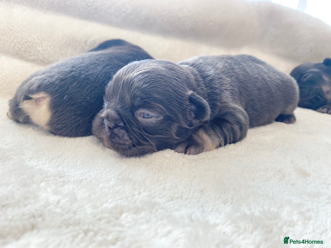 French Bulldog dogs for sale: Beautiful litter off French bulldog puppies  - Image 15