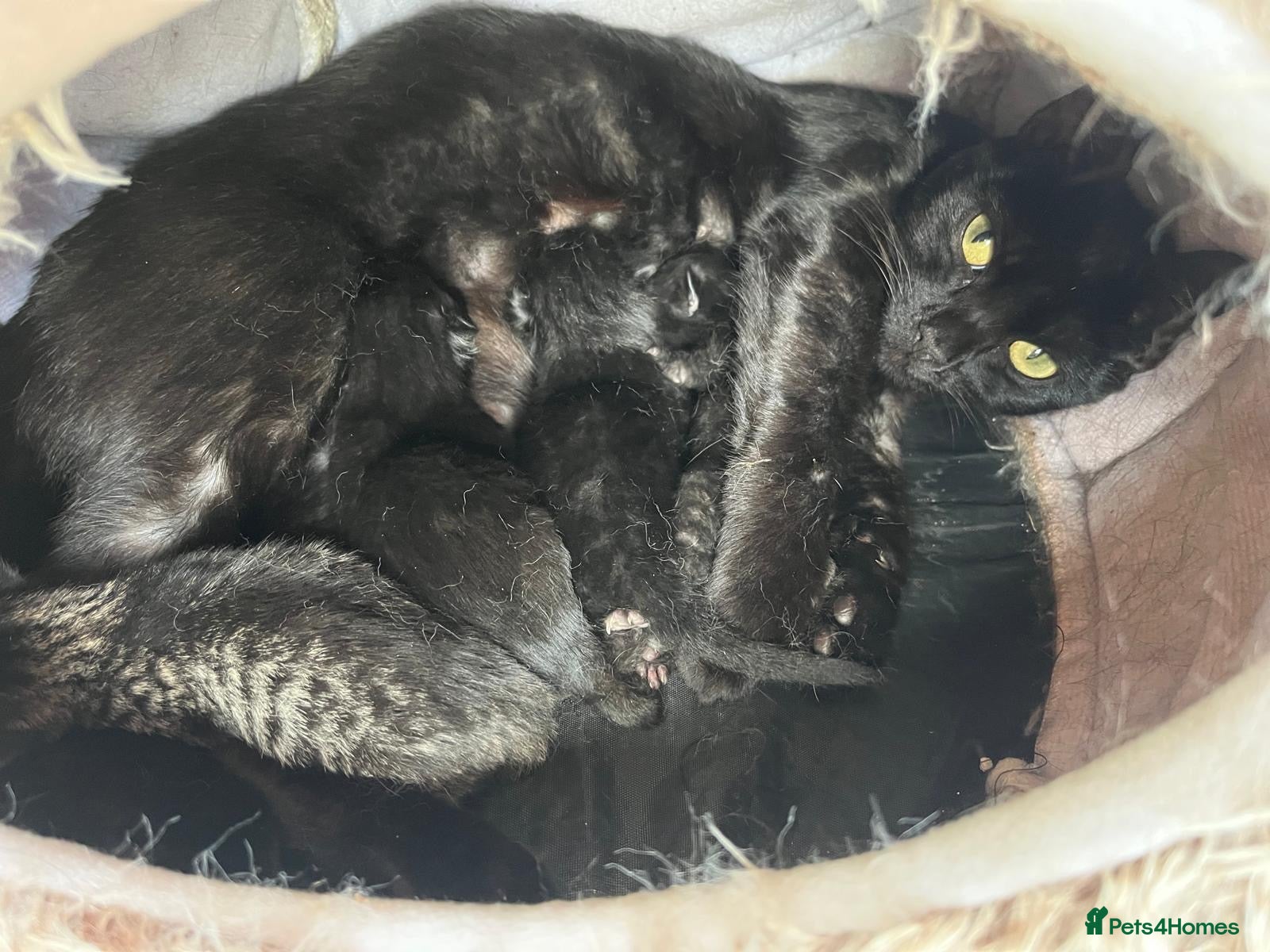 Domestic Shorthair cats 3 lovely black kittens  - Advert 4