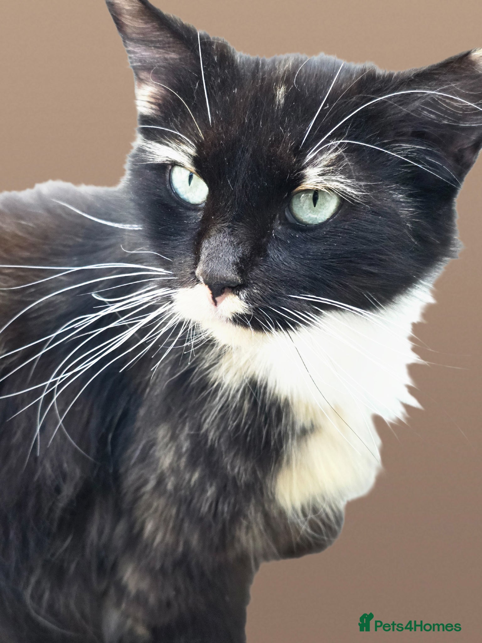 Mixed Breed cats Half ragdoll 1/2 Maine Coon mother Ragdoll father  - Advert 13
