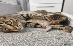 Bengal cats for sale: TICA Genetic & Health Tested Bengal Kitten Male - Image 6