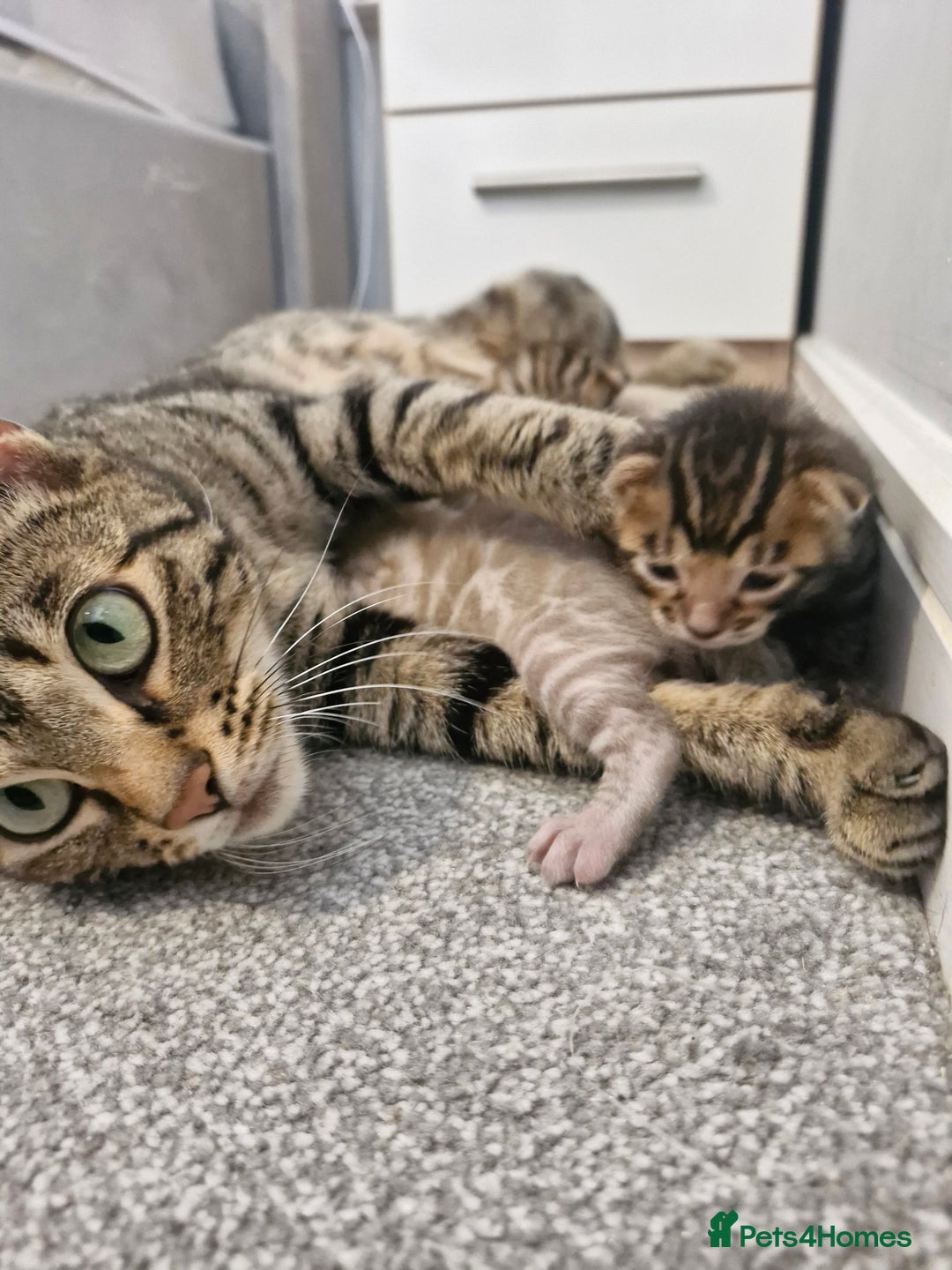 Bengal cats for sale: TICA Genetic & Health Tested Bengal Kitten Male - Image 6