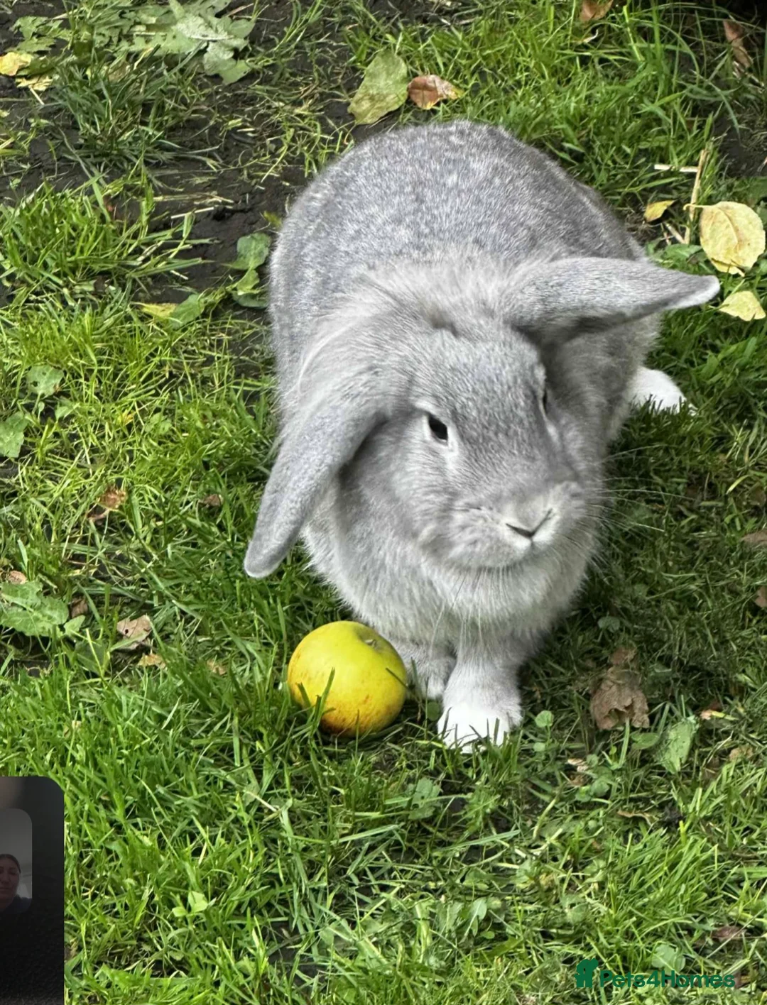 Mixed Breed rabbits for sale: Two rabbits  - Advert 2
