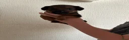 Patterdale Terrier dogs for sale: Patterdale puppies for sale in Dyffryn Ardudwy - Advert 10