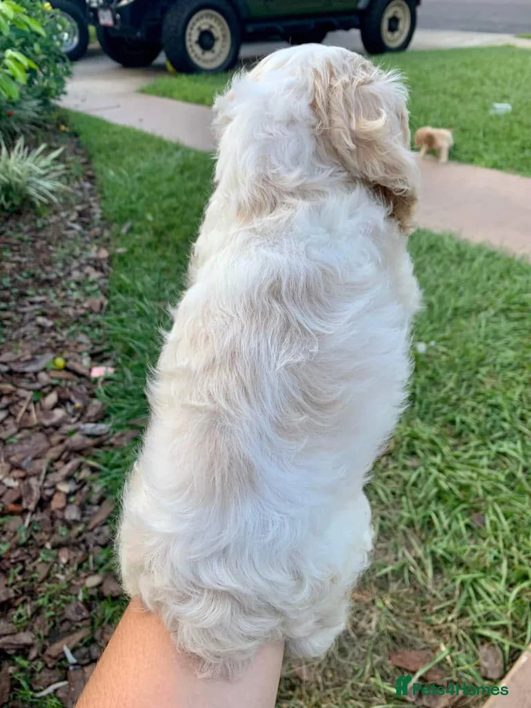 Cocker Spaniel dogs for sale: Beautiful Cocker Spaniel - Advert 5