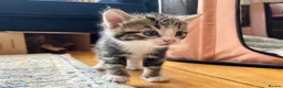 Mixed Breed cats for sale: 5 Beautiful Tabby Kittens for sale ❤️❤️ - Advert 5