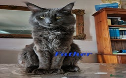 Maine Coon cats for sale: LARGE MAINE COON KITTENS - Image 10