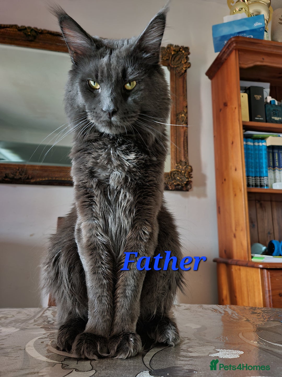 Maine Coon cats for sale: LARGE MAINE COON KITTENS - Image 10