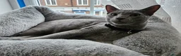 Russian Blue cats for sale: Russian Blue Male, 10months, Neutered, Indoor only in Harrow - Advert 3