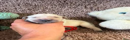 Golden Retriever dogs for sale: Golden Retriever Pups - Gorgeous  - Advert 2