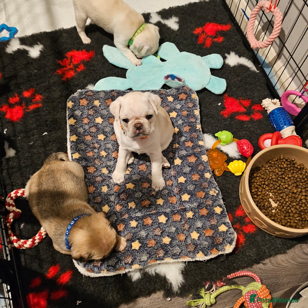 Pug dogs for sale: Pug puppies 2 Boys and 1 girl still available.  - Advert 5