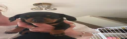 Miniature Dachshund dogs for sale: Minature dachshund puppies  - Advert 5