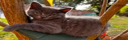 Mixed Breed cats for sale: Adorable Kittens  - Advert 22