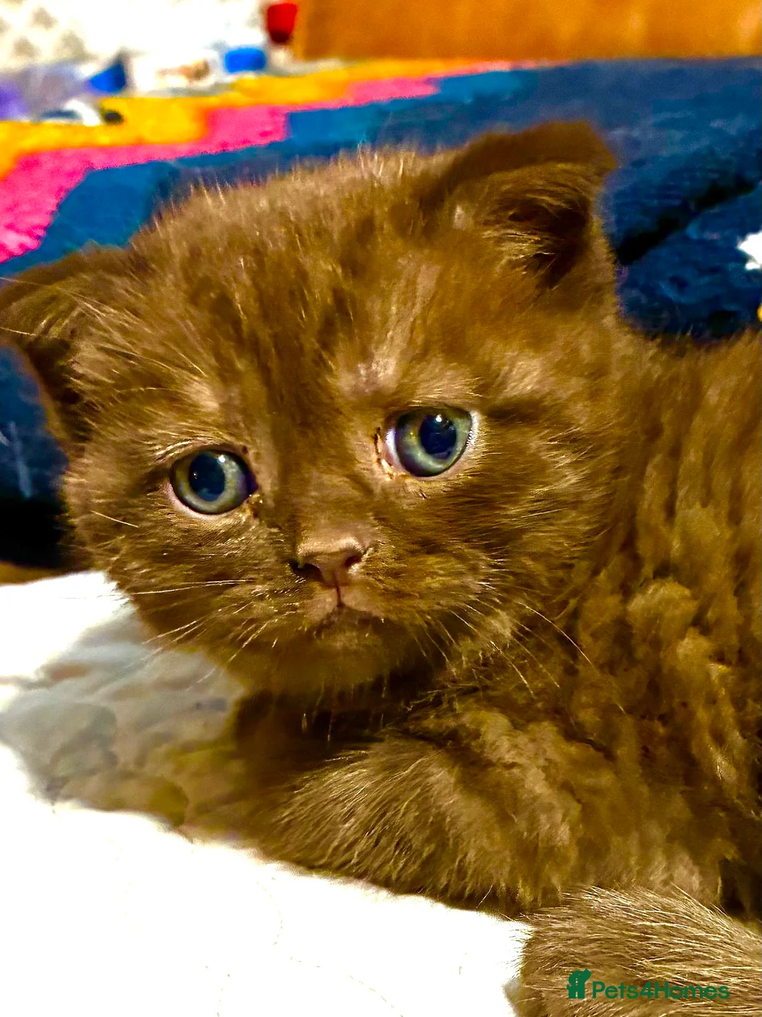 Scottish Fold cats for sale: Scottish Fold Kittens for sale - Advert 13