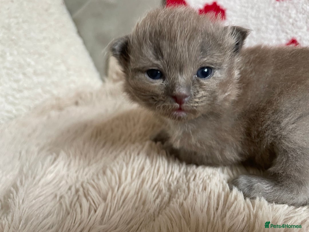 Ragdoll cats for sale: 5 Purebred kittens for SALE - Image 6