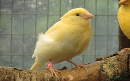 Canaries birds for sale: 2025 young aviary bred canaries for sale - Image 9