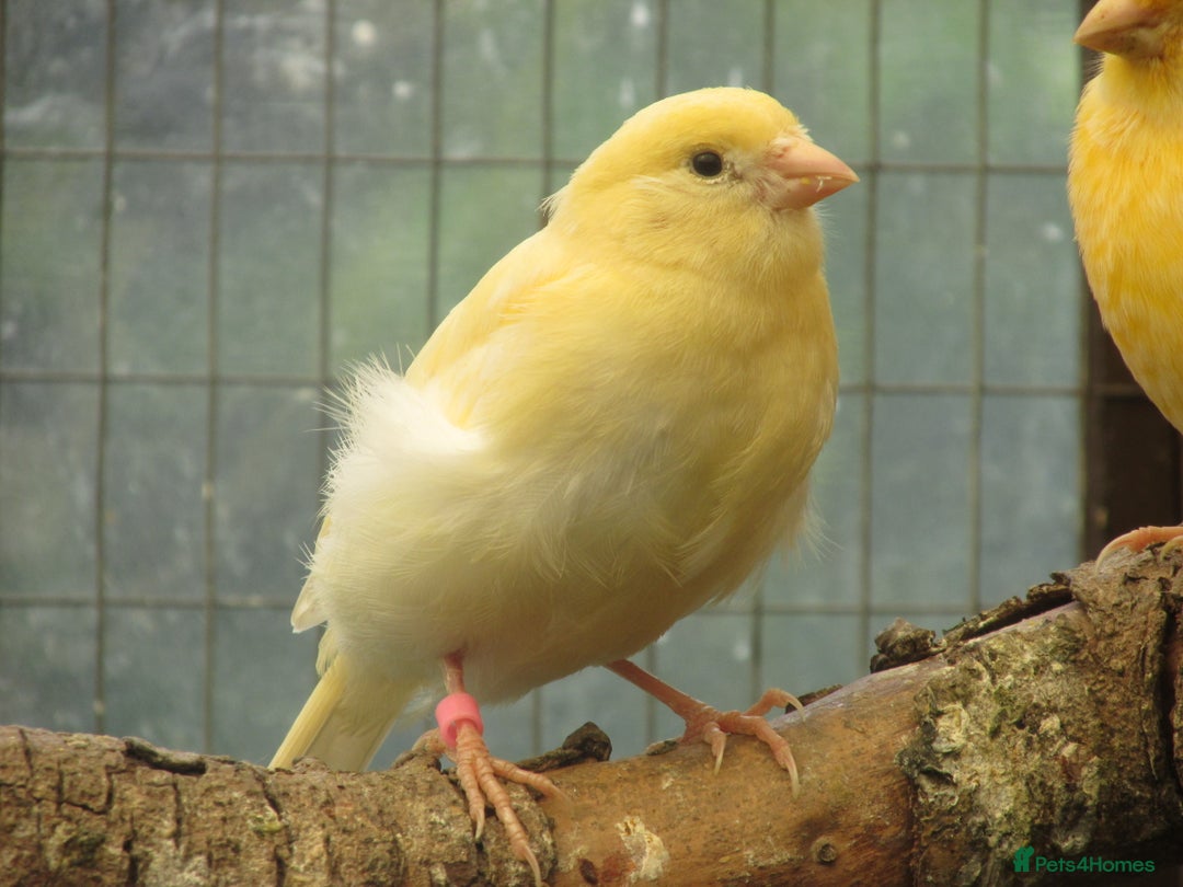 Canaries birds for sale: 2025 young aviary bred canaries for sale - Image 9