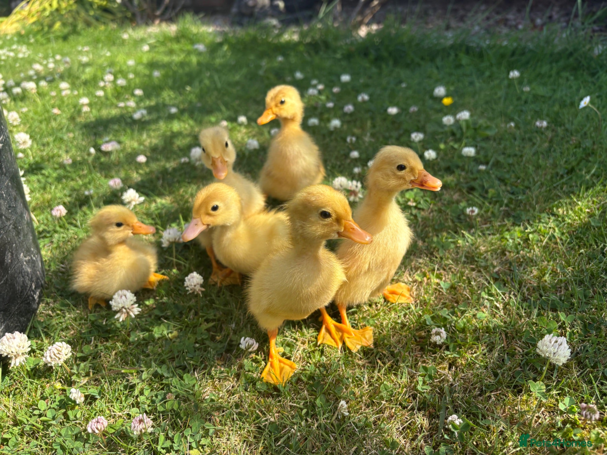 Ducks poultry Indian runner ducklings available  - Advert 2