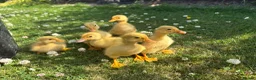 Ducks poultry for sale: Indian runner ducklings hatch due 14/07 - Advert 4