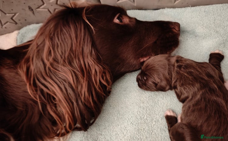 Sprocker dogs - Advert 4