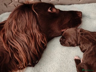 Sprocker dogs Sprocker Spaniel Puppies - Advert 11