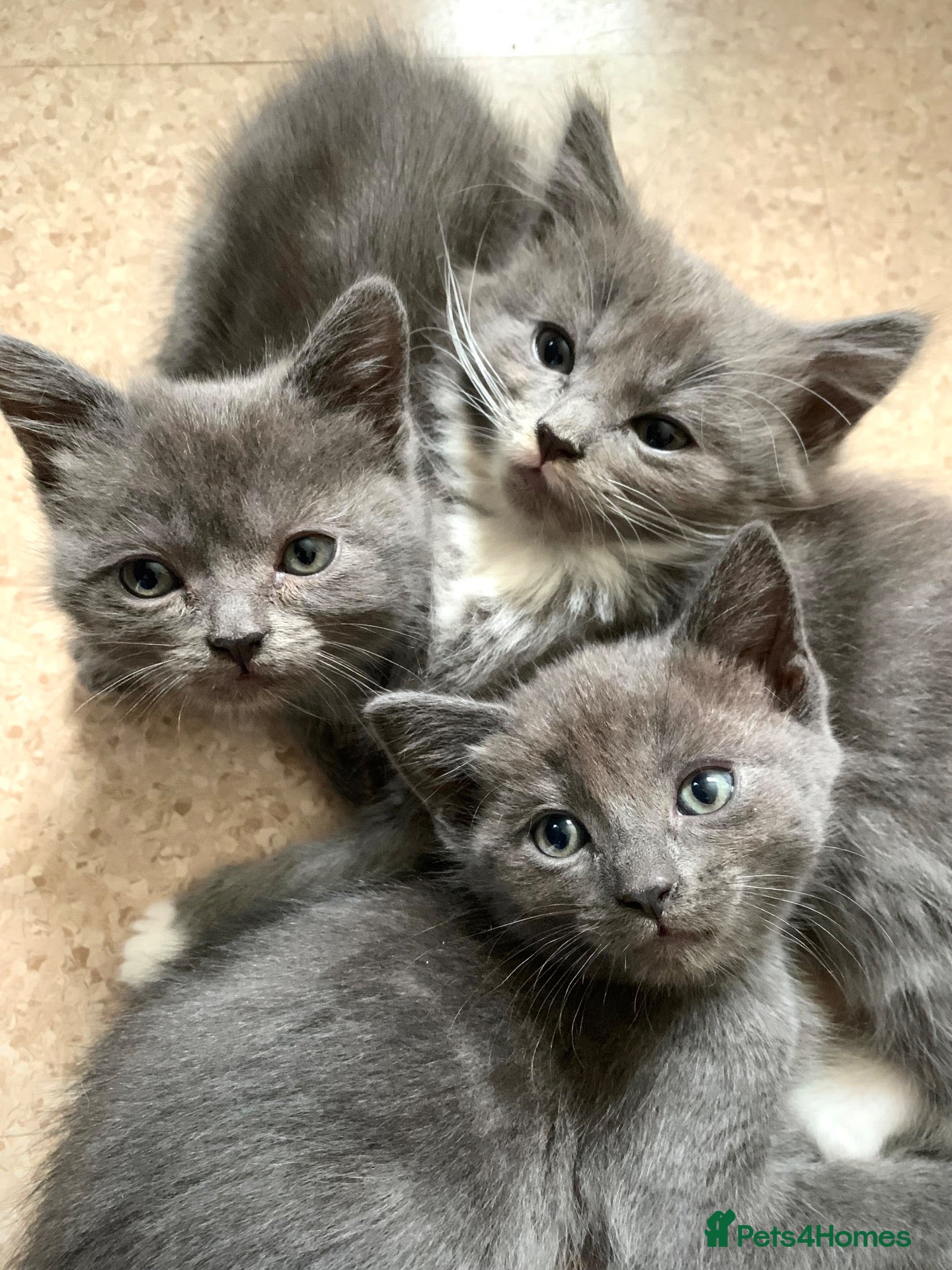 Mixed Breed cats Kittens from a Ragdoll-cross mother - Advert 3