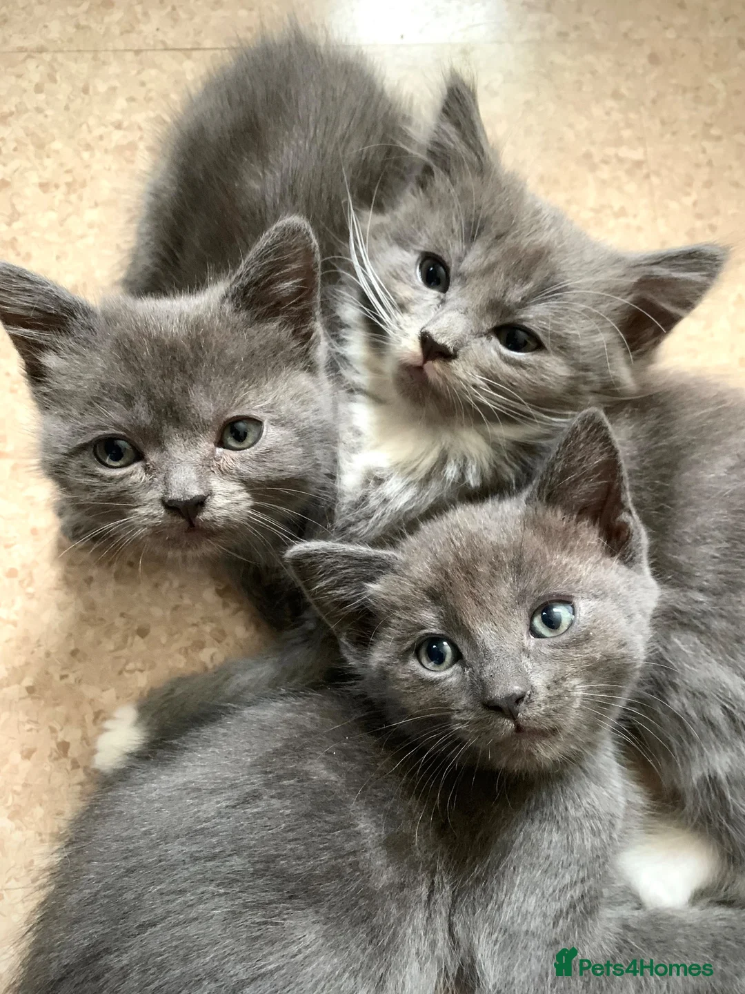 Mixed Breed cats for sale: Kittens from a Ragdoll-cross mother - Advert 1