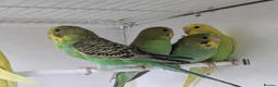 Budgerigars birds for sale: Baby Budgies some Crested  - Advert 6